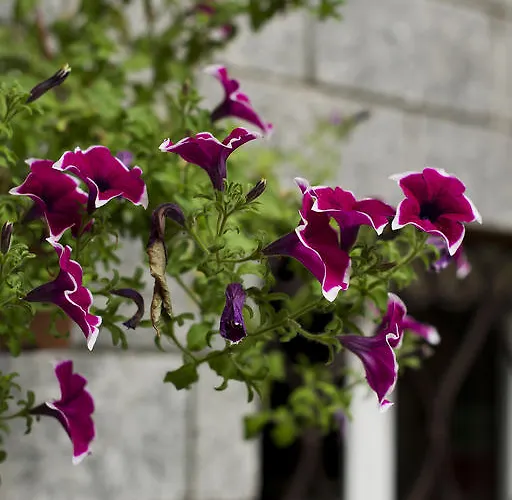 Bed and breakfast Torre Lara